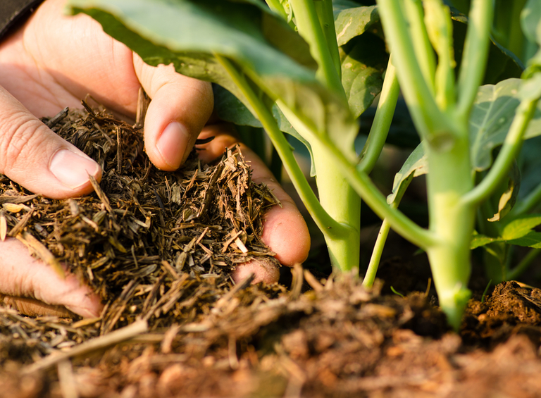 Green Gardening: The Benefits of Peat-Free Compost