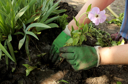 Buy Eco-friendly Humax Multi-Purpose Compost | Bark UK Online