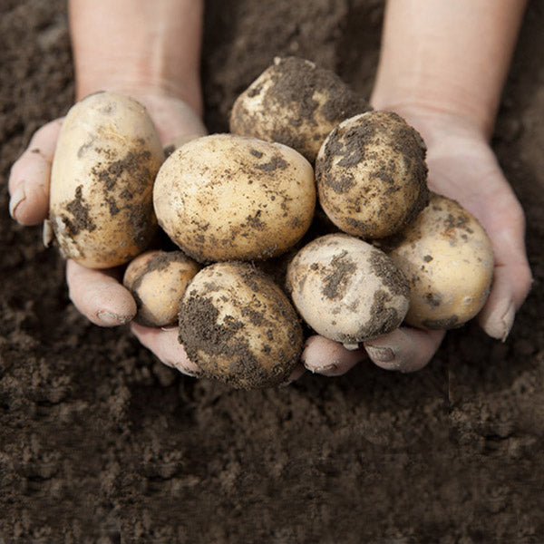 Vegetable Topsoil